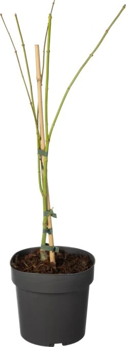 Japanse Esdoorn (Acer Palmatum 'Dissectum') D 19 H 40 Cm