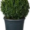 Buxus (Buxus Sempervirens) D 32 H 35 Cm 1 Buxus (Buxus Sempervirens) D 32 H 35 Cm -Talen Tools Winkel 8720196712984 0