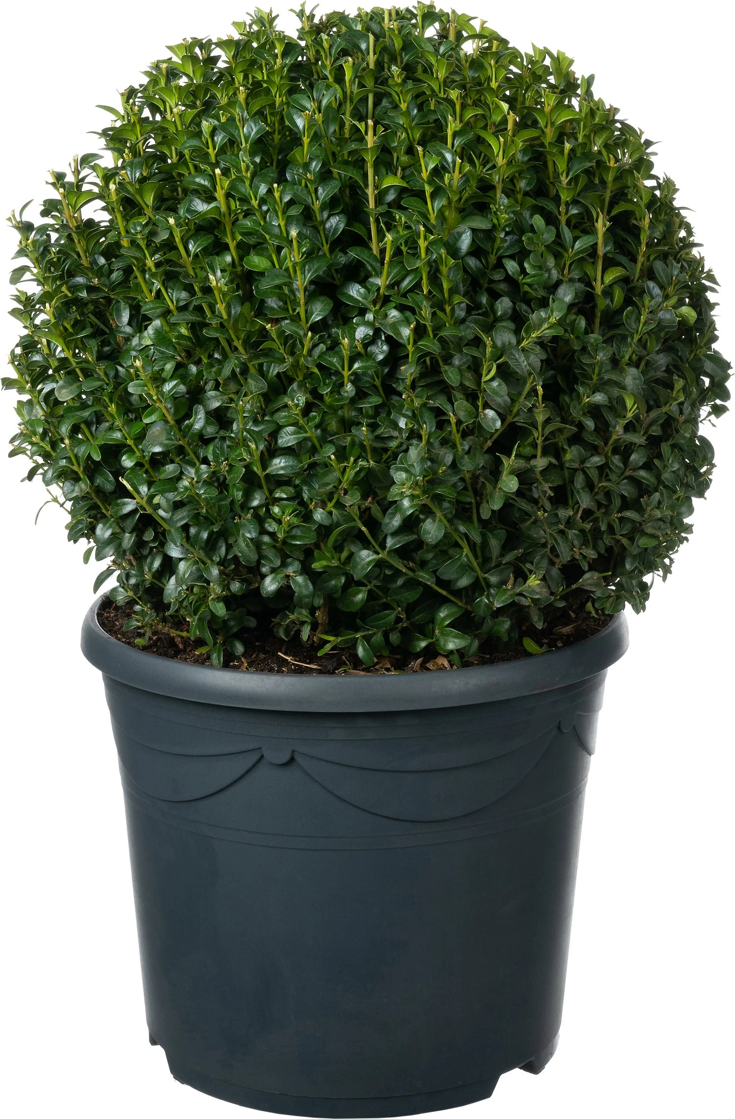 Buxus (Buxus Sempervirens) D 32 H 35 Cm 3 Buxus (Buxus Sempervirens) D 32 H 35 Cm