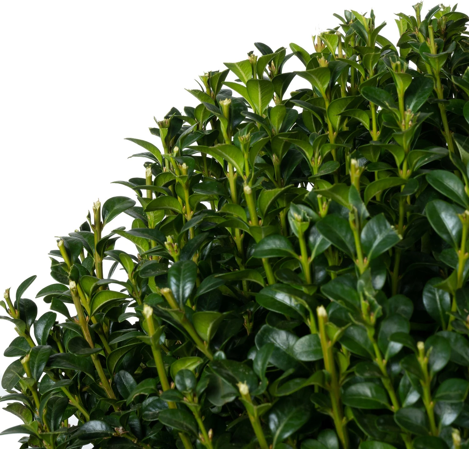 Buxus (Buxus Sempervirens) D 32 H 35 Cm 4 Buxus (Buxus Sempervirens) D 32 H 35 Cm - Afbeelding 2