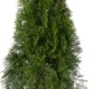 Levensboom (Thuja Occidentalis 'Smaragd') D 23 H 80 Cm -Talen Tools Winkel 8720196713240 0