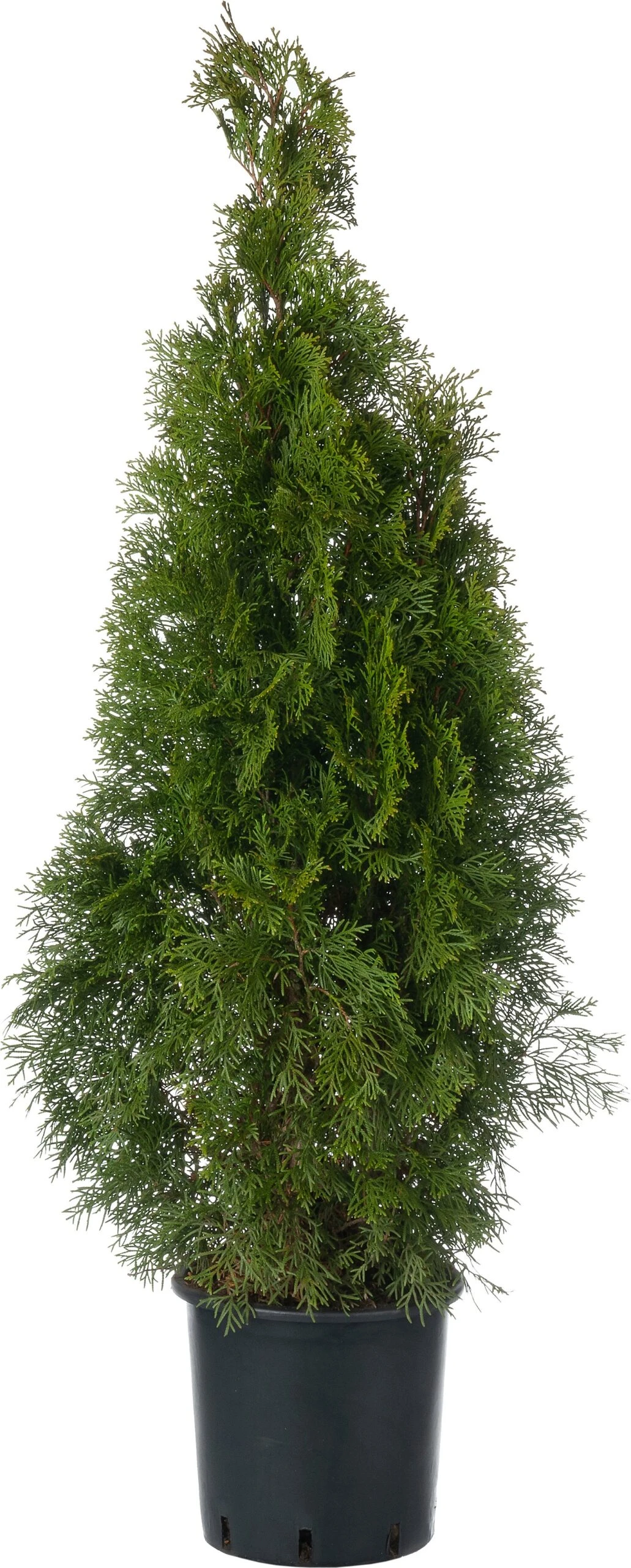 Levensboom (Thuja Occidentalis 'Smaragd') D 23 H 80 Cm 3 Levensboom (Thuja Occidentalis 'Smaragd') D 23 H 80 Cm