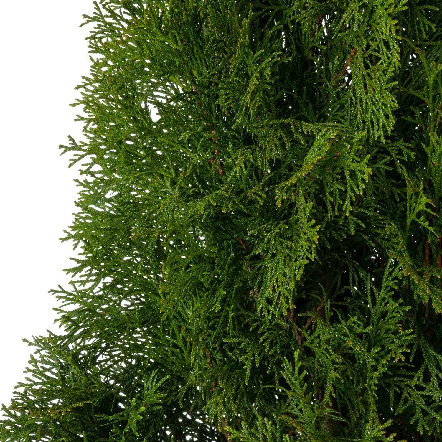 Levensboom (Thuja Occidentalis 'Smaragd') D 23 H 80 Cm 4 Levensboom (Thuja Occidentalis 'Smaragd') D 23 H 80 Cm - Afbeelding 2