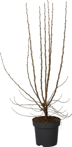 Rode Ribes (Ribes Sanguineum ‘King Edward V’ ) D 31 H 100 Cm