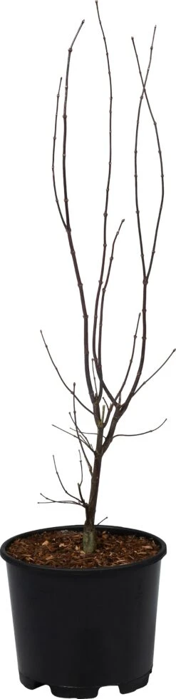 Japanse Esdoorn (Acer Palmatum 'Bloodgood') D 32 H 100 Cm