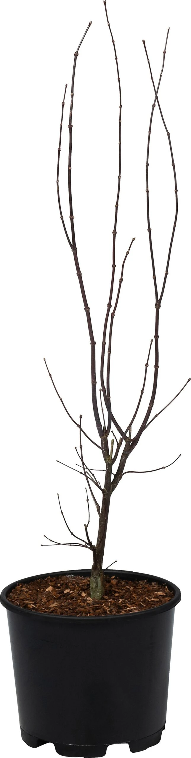 Japanse Esdoorn (Acer Palmatum 'Bloodgood') D 32 H 100 Cm 3 Japanse Esdoorn (Acer Palmatum 'Bloodgood') D 32 H 100 Cm