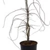 Japanse Esdoorn (Acer Palmatum 'Orangeola') D 32 H 80 Cm 2 Japanse Esdoorn (Acer Palmatum 'Orangeola') D 32 H 80 Cm -Talen Tools Winkel 8720196717507 0 1