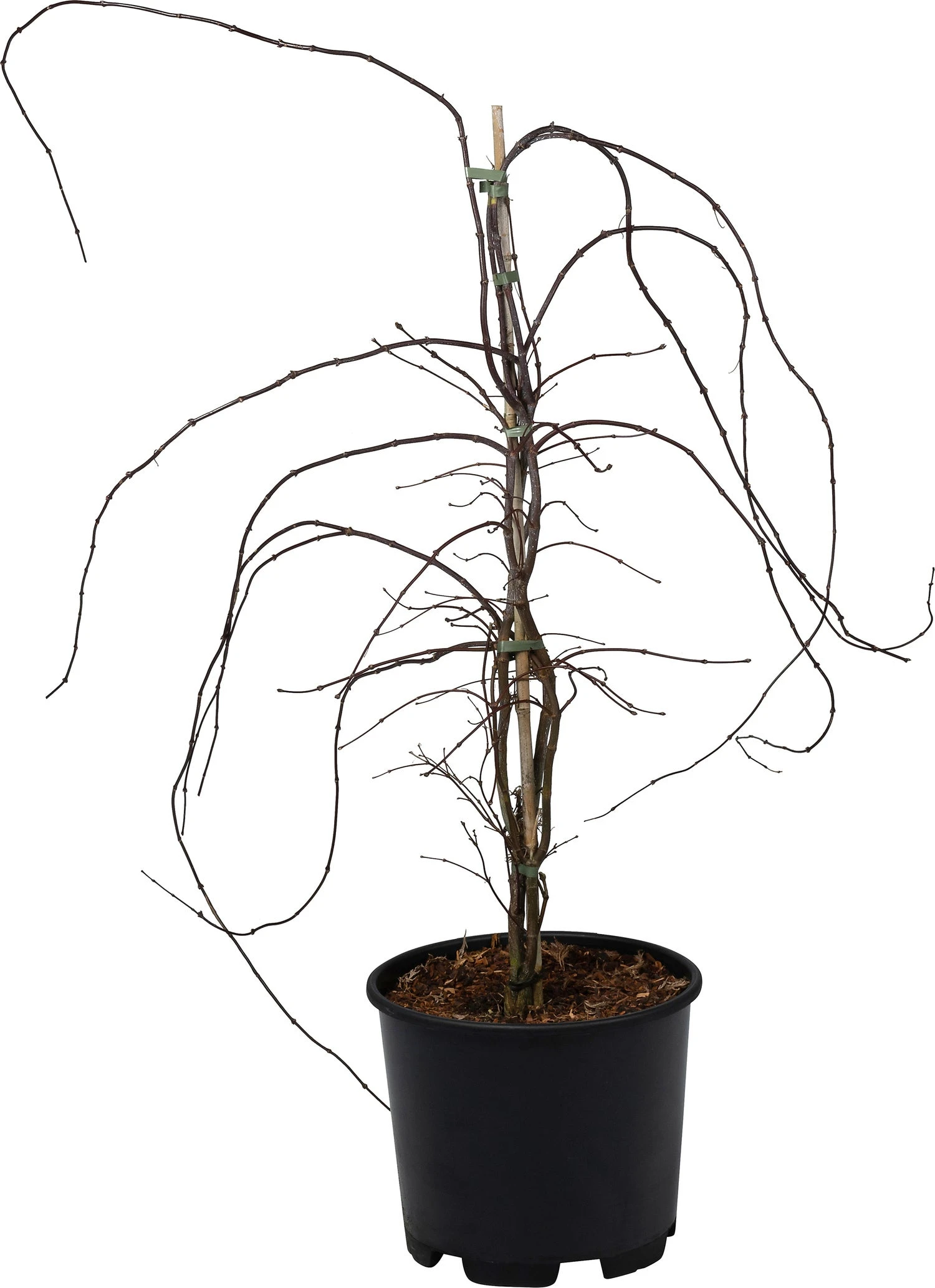 Japanse Esdoorn (Acer Palmatum 'Orangeola') D 32 H 80 Cm 3 Japanse Esdoorn (Acer Palmatum 'Orangeola') D 32 H 80 Cm