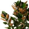 Magnolia (Magnolia Grandiflora 'Little Gem') D 32 H 140 Cm -Talen Tools Winkel 8720196717897 0