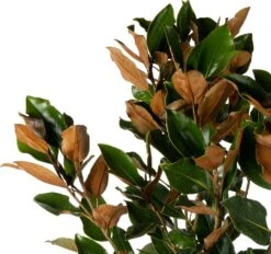 Magnolia (Magnolia Grandiflora 'Little Gem') D 32 H 140 Cm