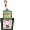 Intratuin Biologische Kiwi (Actinidia Deliciosa 'Jenny') D 23 H 100 Cm