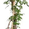 Intratuin Biologische Framboos (Rubus Idaeus 'Tulameen') D 23 H 100 Cm 1 Intratuin Biologische Framboos (Rubus Idaeus 'Tulameen') D 23 H 100 Cm -Talen Tools Winkel 8720604876307