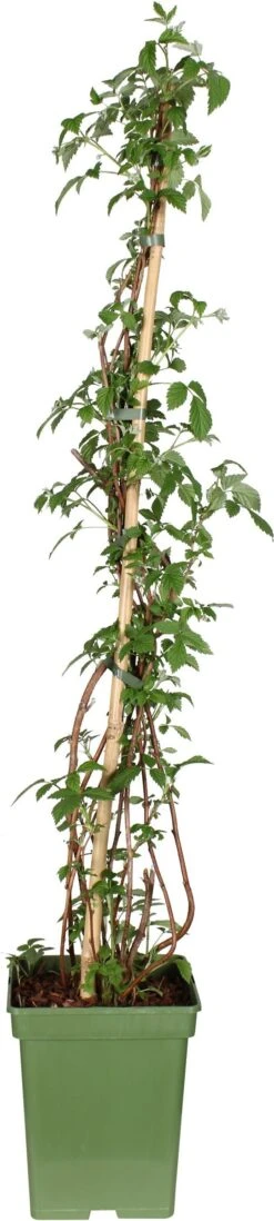 Intratuin Biologische Framboos (Rubus Idaeus 'Tulameen') D 23 H 100 Cm