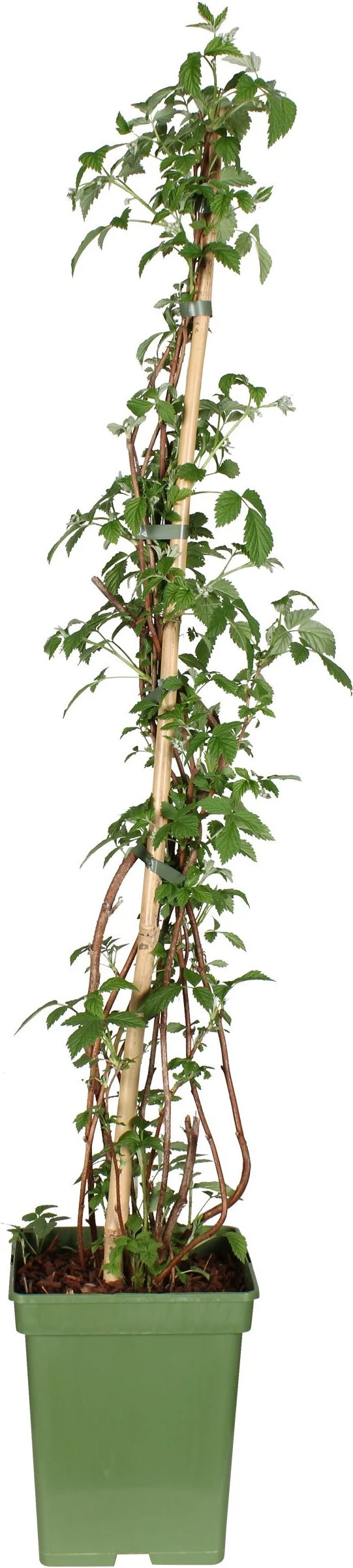 Intratuin Biologische Framboos (Rubus Idaeus 'Tulameen') D 23 H 100 Cm 3 Intratuin Biologische Framboos (Rubus Idaeus 'Tulameen') D 23 H 100 Cm