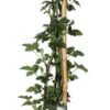 Intratuin Biologische Braam (Rubus Fruticosus 'Black Satin') D 23 H 100 Cm -Talen Tools Winkel 8720604876314