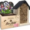 Baza Bee Hotel Biologische Prachtboon (Lathyrus) Met Insectenhotel 1 Baza Bee Hotel Biologische Prachtboon (Lathyrus) Met Insectenhotel -Talen Tools Winkel 8726200276428