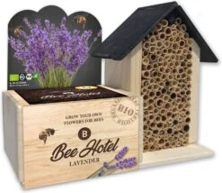 Baza Bee Hotel Biologische Lavendel (Lavandula) Met Insectenhotel