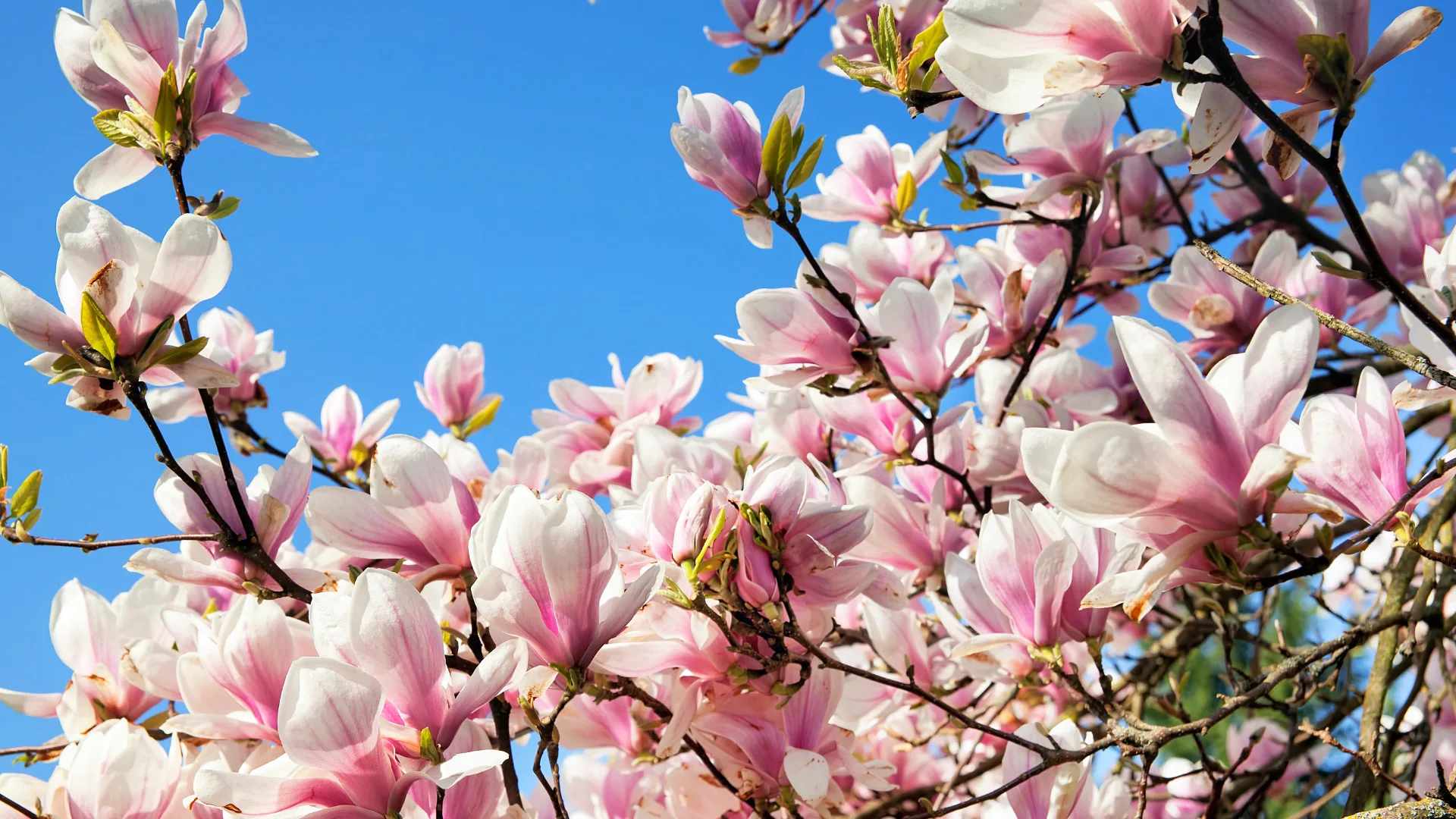 Talen Tools Winkel -Talen Tools Winkel Magnolia 1 jpg